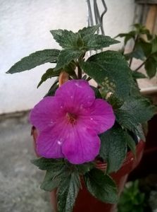 Hibridizatoare