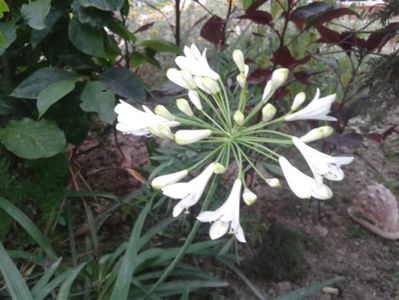 Agapanthus