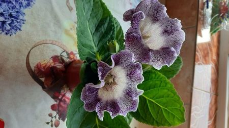 Tigrina  blue