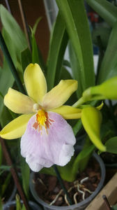 miltonia sunset