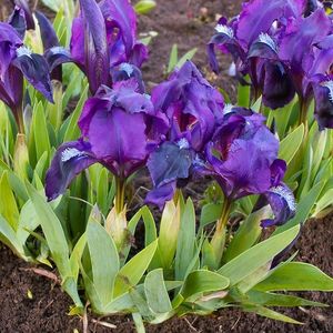 plante-perene-iris-pumila; 10 lei - 5 rizomi

