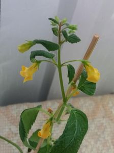 22 iul