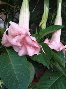 BRUGMANSIA PINK PERFECTION