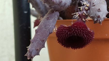 Huernia pendula