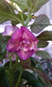 daca nu pozam astazi o ratam:)))