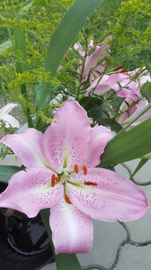 lilium orientale "Josephine"-solidago canadensis