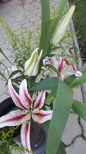 lilium orientale "Dizzy"-solidago canadensis