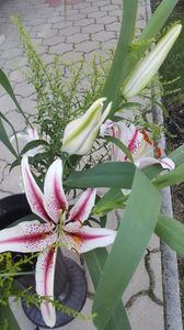 lilium orientale "Dizzy"-solidago canadensis