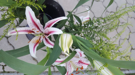 lilium orientale "Dizzy"-solidago canadensis