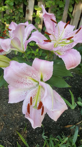 lilium orientale "Josephine"