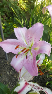 lilium orientale "Josephine"