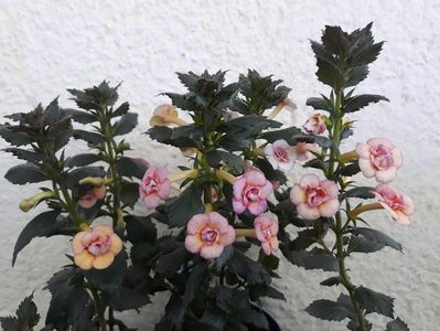 Amelia Vitorino - stanga, Cytro - Britta Dietze si Cytro Rot