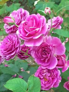 20200726_074854(0)