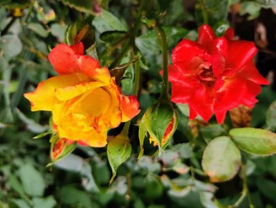 Trandafir cameleon galben-rosu