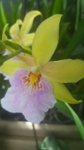 miltonia sunset
