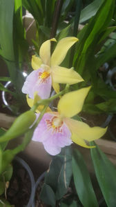 miltonia sunset