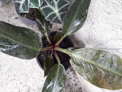Philodendron Red