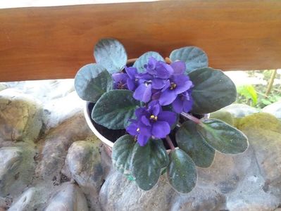 violeta africana