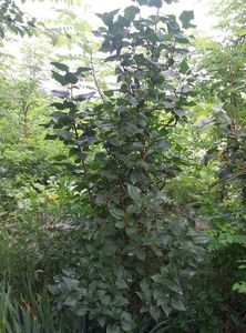 liliac mov batut