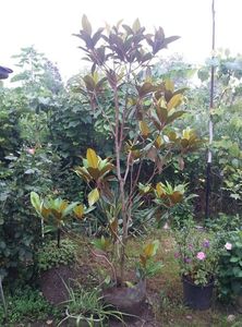 magnolia grandiflora galissoniere