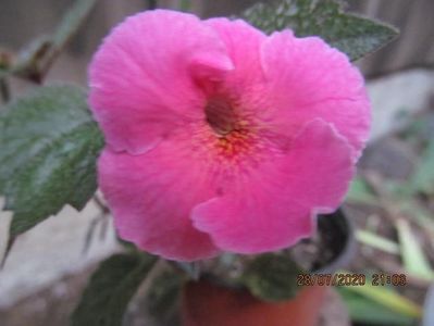 Arletta Pink