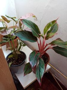 Aglaonema crete