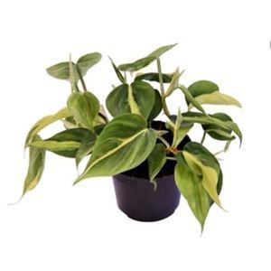 Philodendron Scandens Brasil