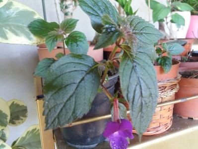 achimenes