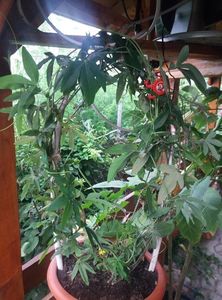 passiflora