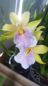miltonia sunset