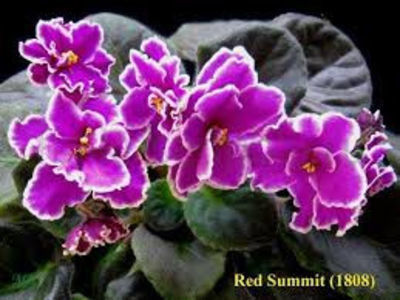 Red Summit