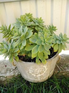 Sedum palmeri