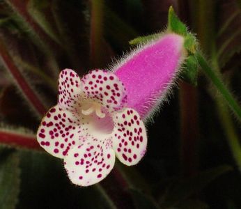 Kohleria-Jardin-de-Monet