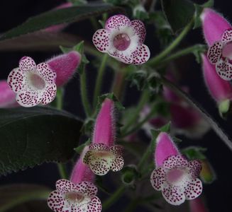 Kohleria-HCYs-Jardin-de-Monet-