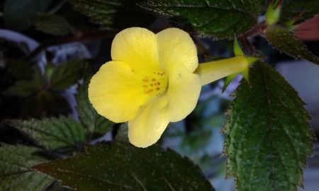 16 - Yellow Beauty