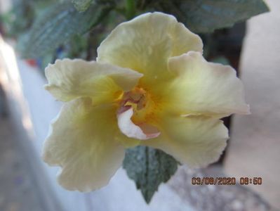 BriD's Flaviana