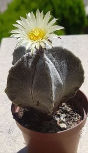 Astrophytum myriostigma columnar