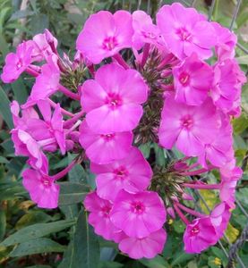 Phlox de culoarea ametistului