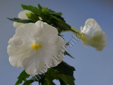 Achimenes White Glory