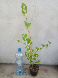 Abutilon megapotamicum-25 lei