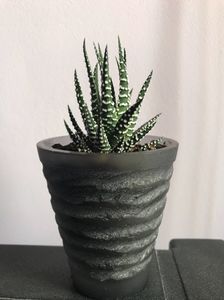 Haworthia fasciata