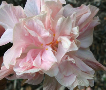 Enid Lewis - 20 lei