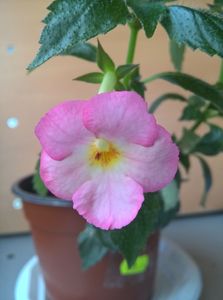 Vie En Rose