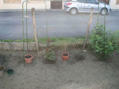 IMG (505)