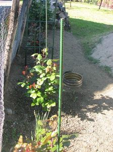 IMG (511)