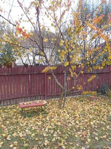 IMG (532)