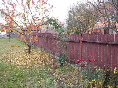 IMG (535)