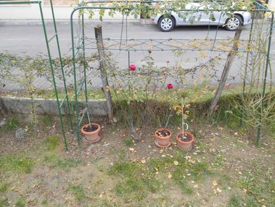 IMG (538)