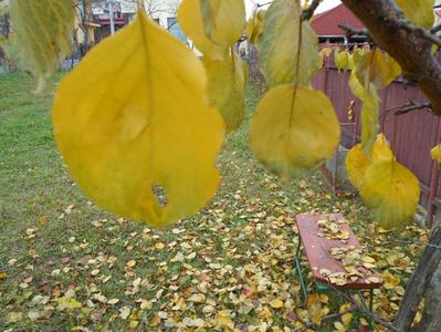 IMG (542)