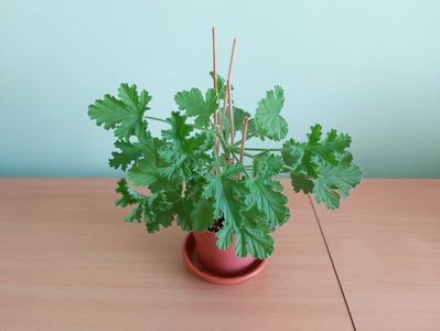 Muscata Attar of Roses (20); Planta tanara, viguroasa, inradacinata in ghiveci de 9 cm.
